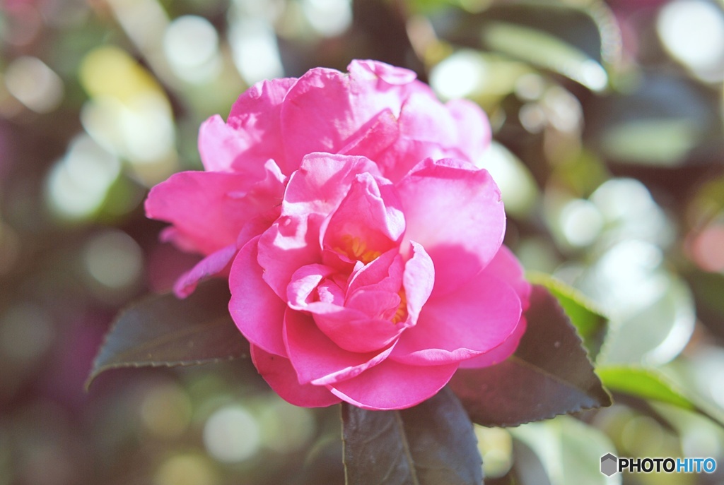 山茶花⑤