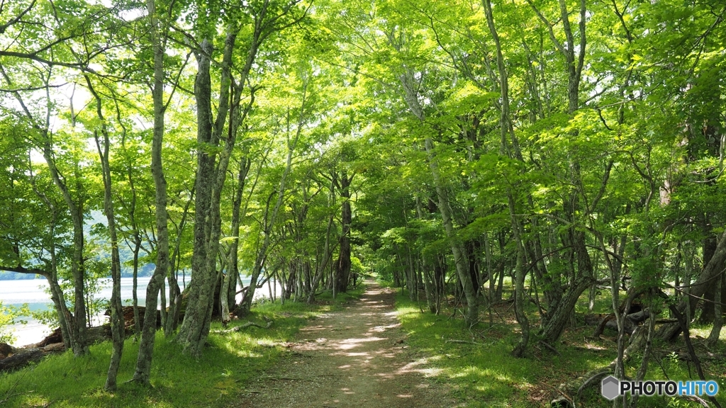 湖畔の遊歩道