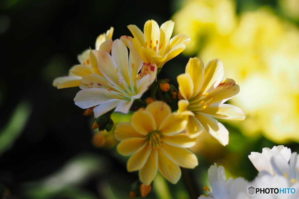 Small Beauty