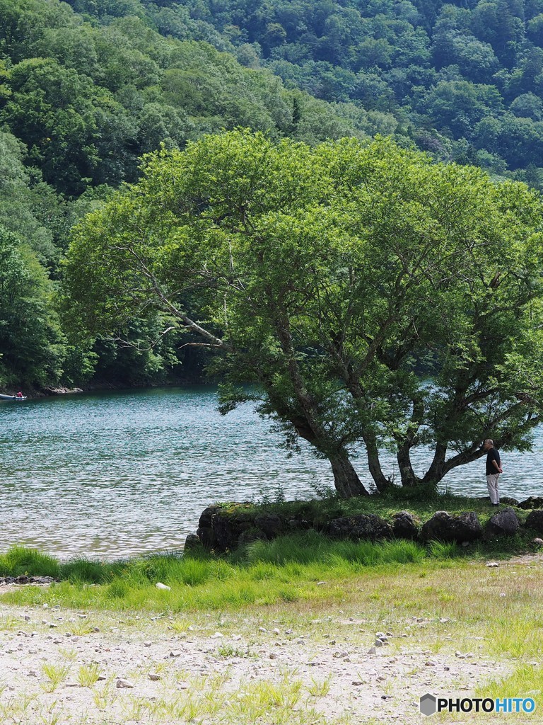 湖畔の樹