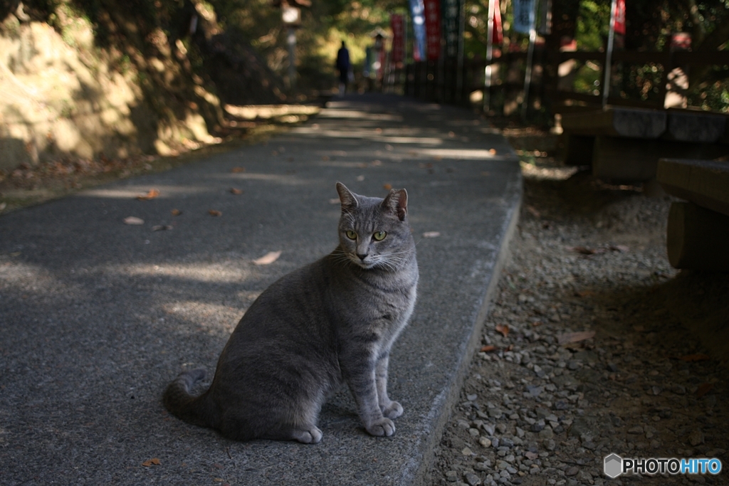 ネコのいる光景