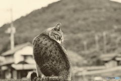 塀の上の猫