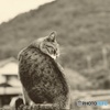 塀の上の猫
