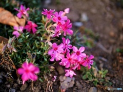 庭の花撮りました②