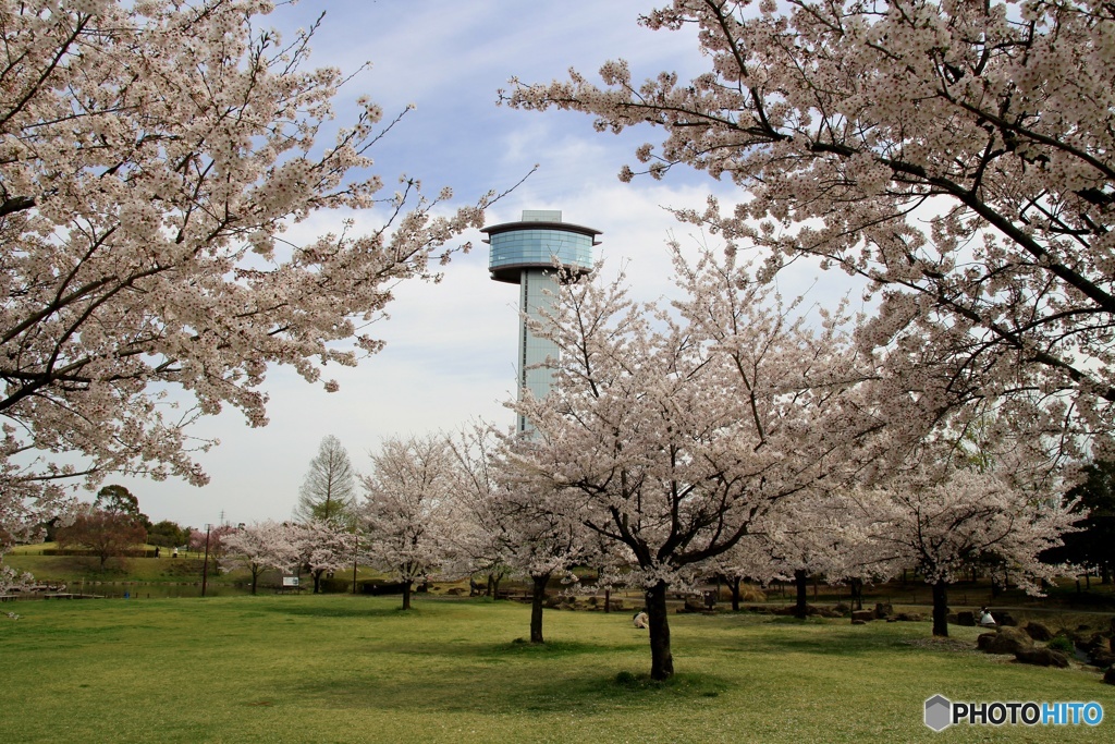 古代蓮の里公園