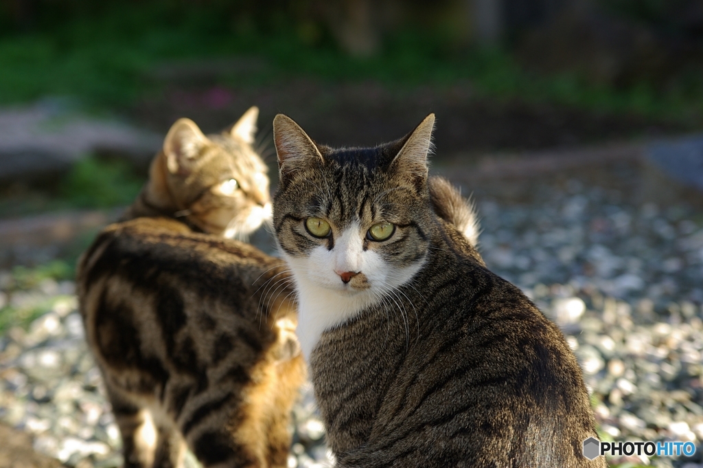 ねこ