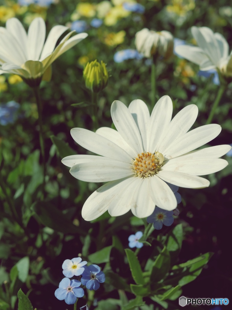 花