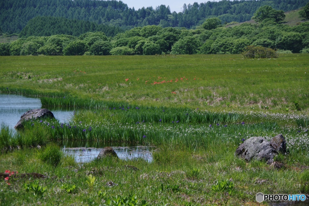 八島湿原