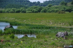 八島湿原