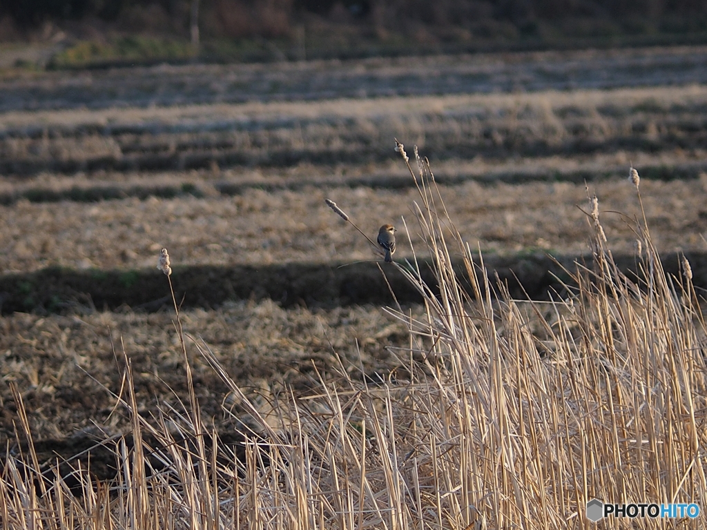 百舌鳥のいる風景