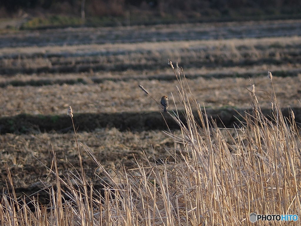 百舌鳥のいる風景