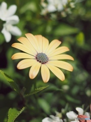 花