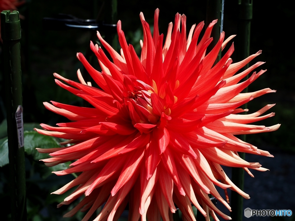 夏の花
