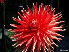 夏の花