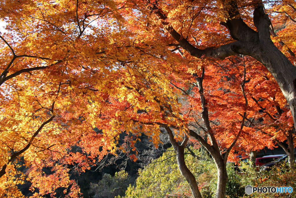 太平山③
