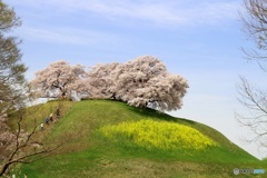 さきたま古墳公園③