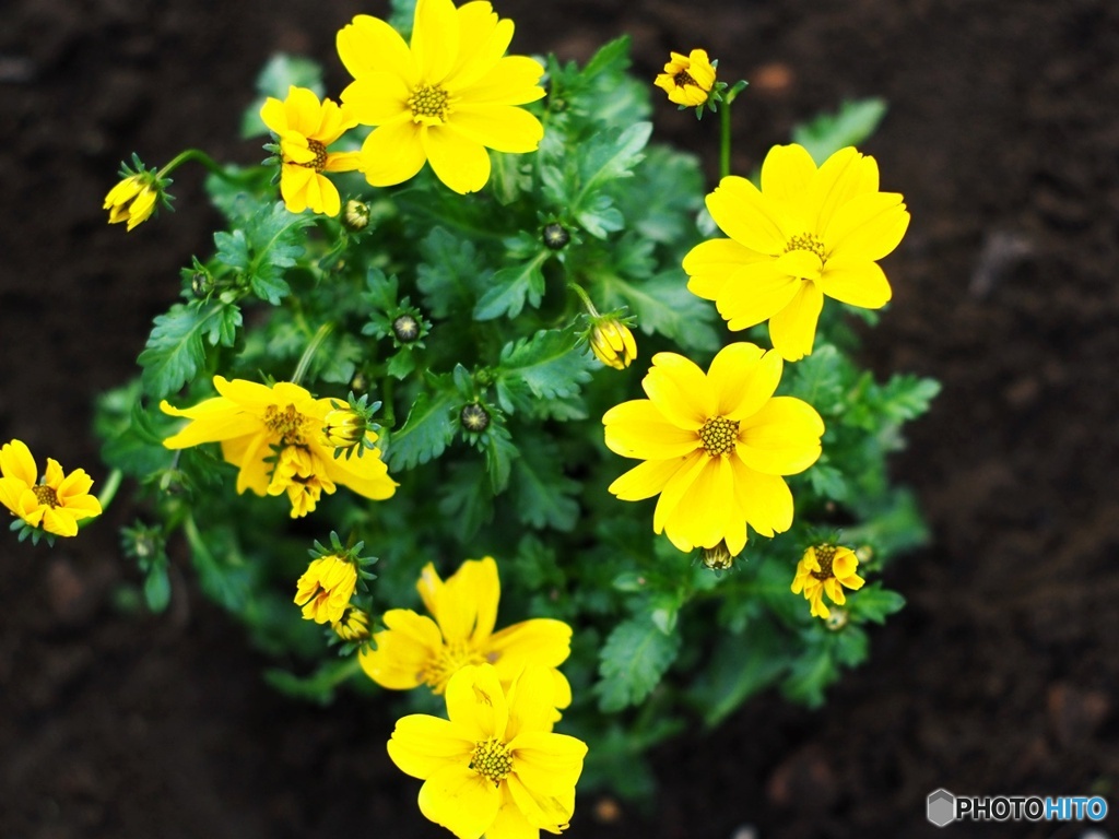 ビデンスジュジュという名前