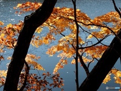 観音沼森林公園④