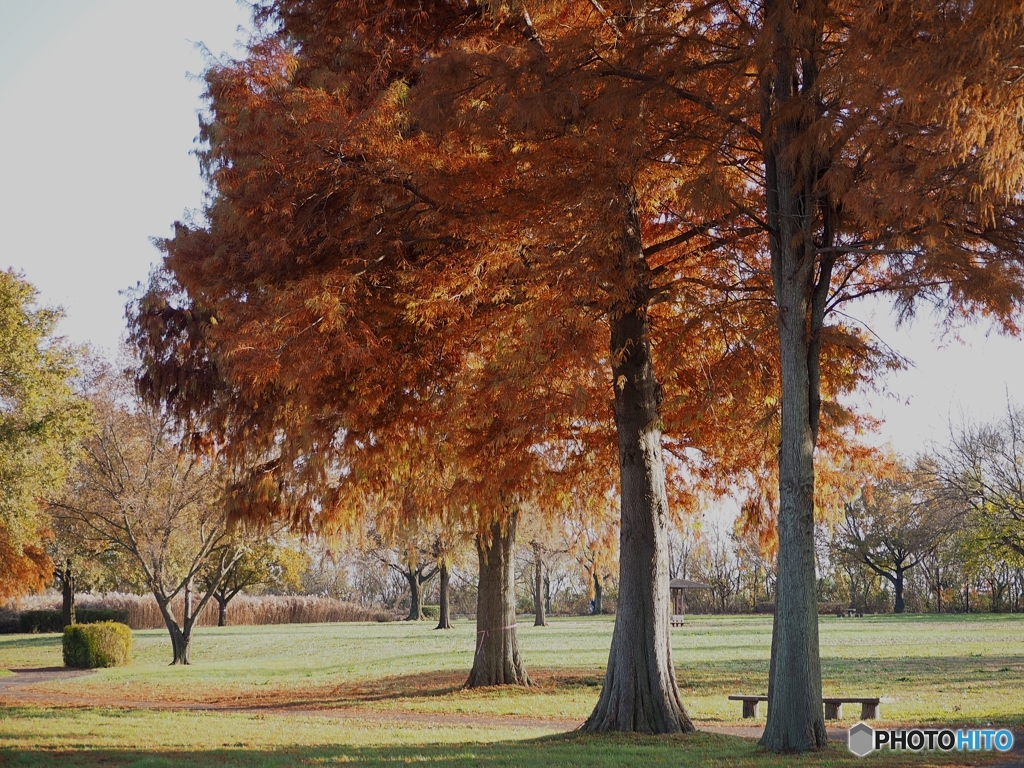 人の消えた公園