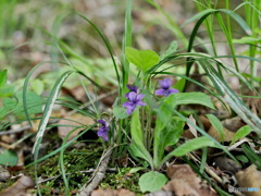 山野に咲く