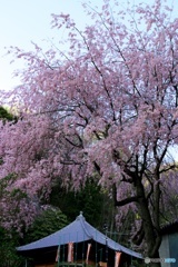枝垂れ桜③