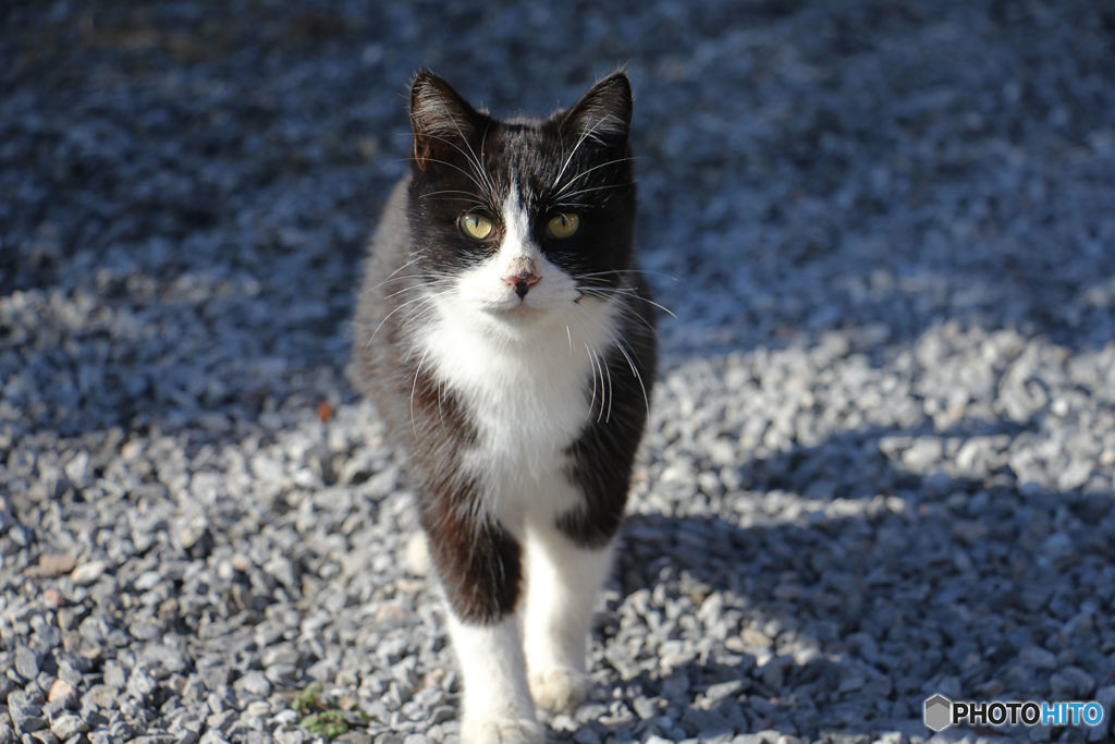 餌をもらいに来るのら