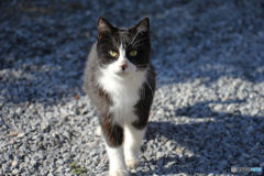 餌をもらいに来るのら