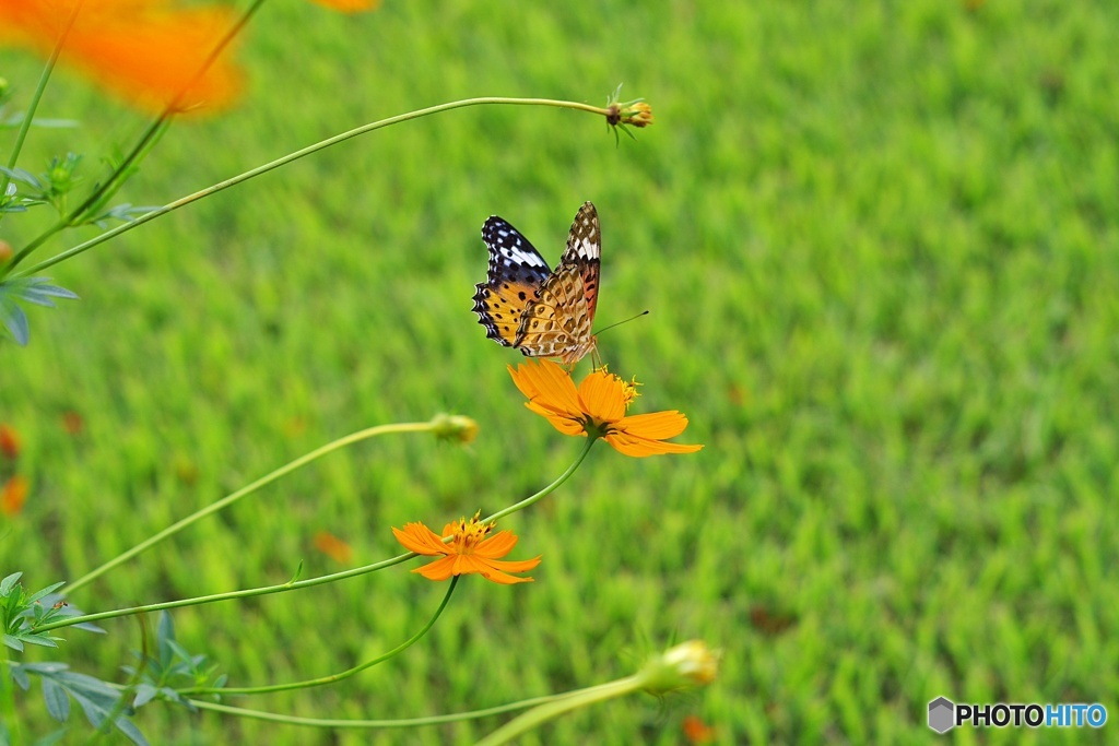 花と蝶⑦