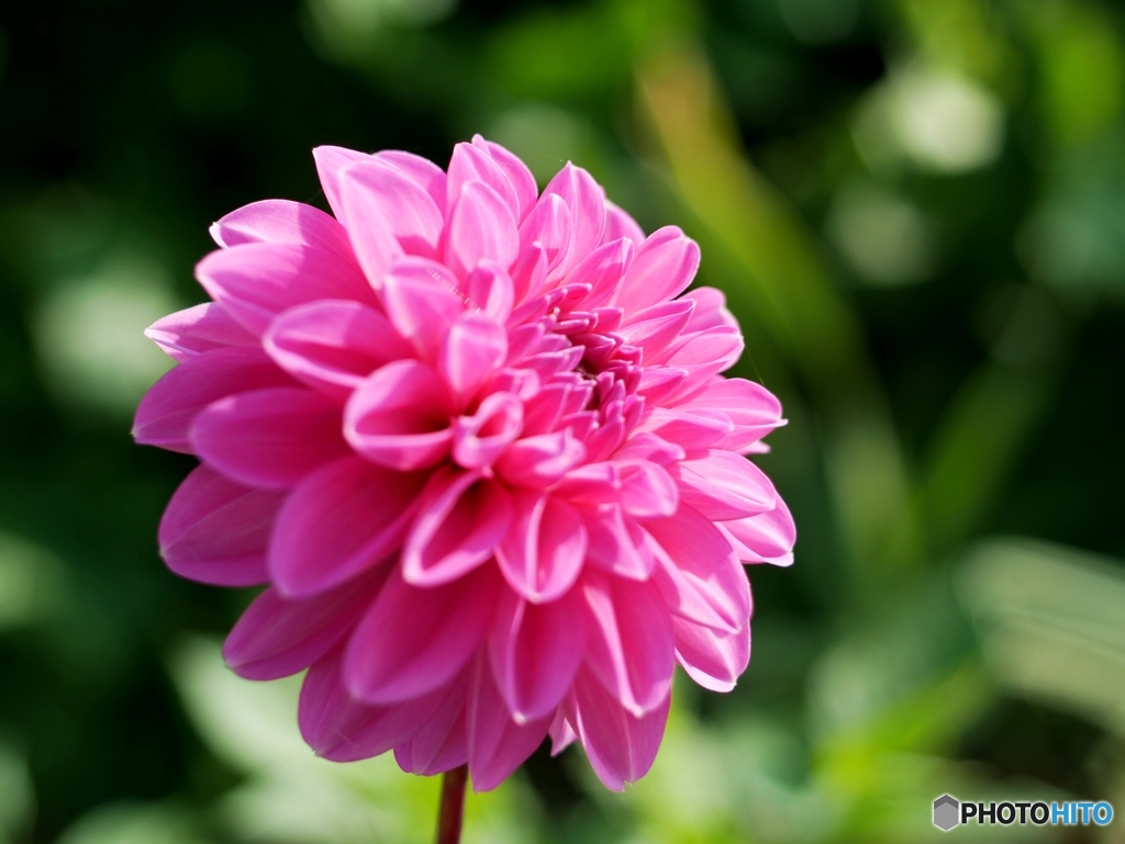 3240円のレンズで撮る