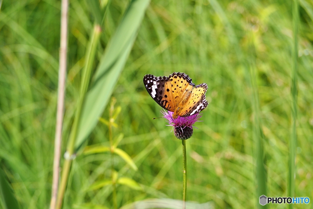 ツマグロヒョウモン　♀