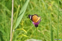 ツマグロヒョウモン　♀