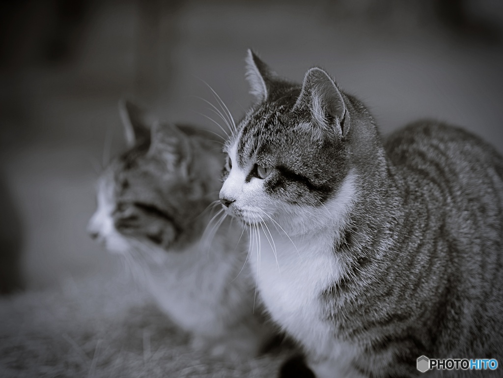 ねこ