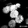 タクマーで撮る花