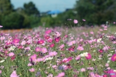 花畑