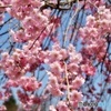 上野村の春