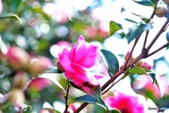 山茶花②