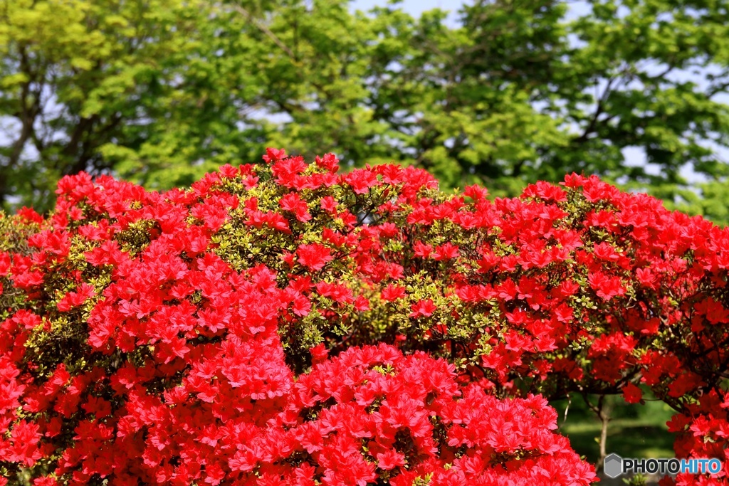 つつじヶ丘公園⑤