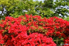 つつじヶ丘公園⑤