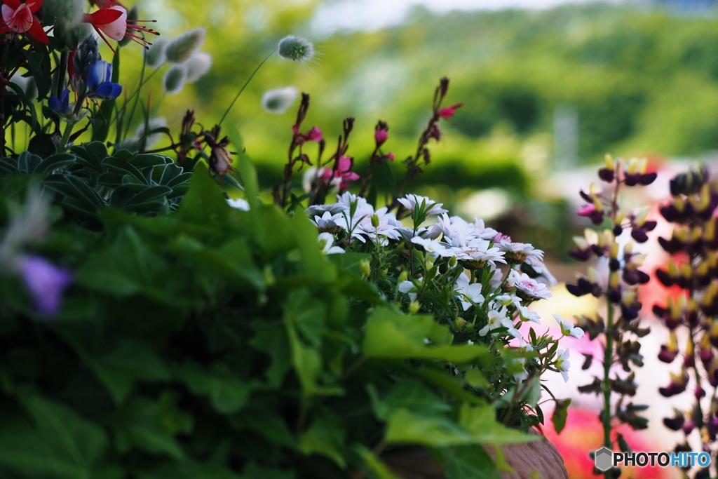 World in the flowerpots