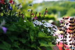 World in the flowerpots