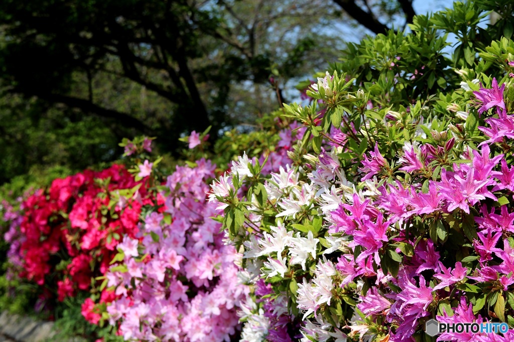 つつじヶ丘公園②