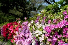 つつじヶ丘公園②