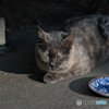 ねこ撮り