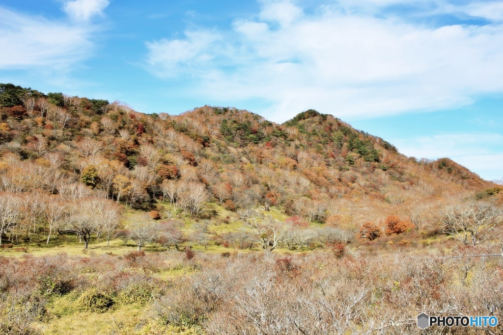 赤城山白樺牧場②