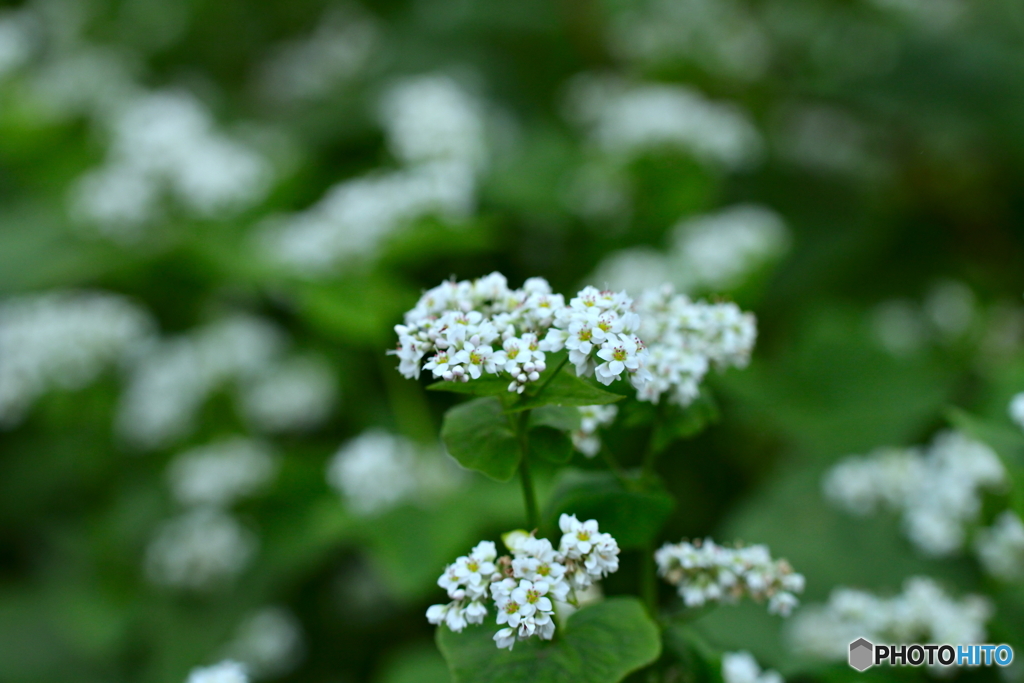 蕎麦の花