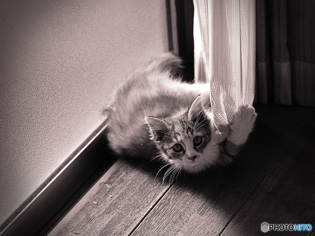 見つかった