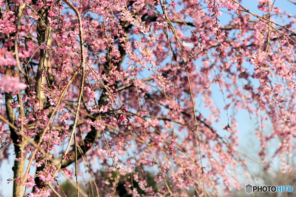 枝垂れ桜