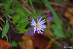 一輪の花