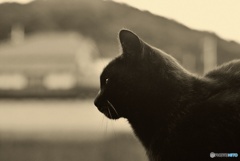 黒猫