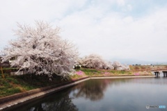 谷地沼の桜